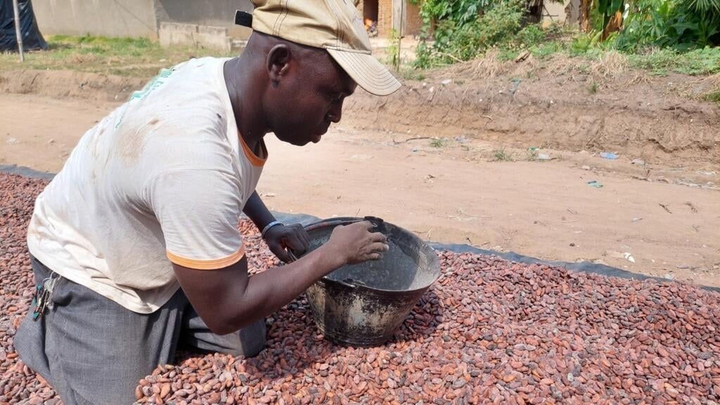 Actu française: Le cours du cacao au plus haut ne profitera pas tout de suite aux producteurs