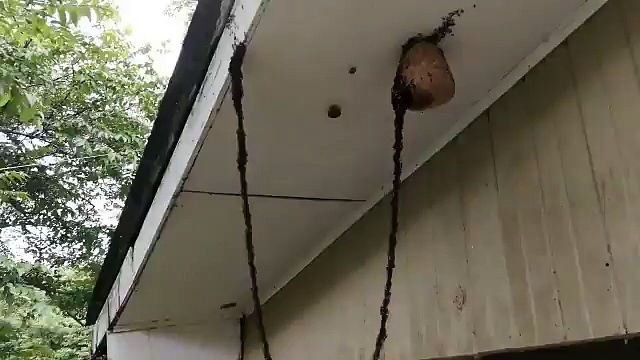 Dailymotion Une colonie de fourmis attaque un nid de guêpes