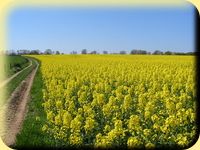 Champs de colza